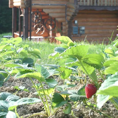 Drymba * Skhidnytsia