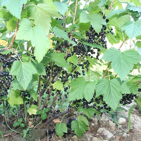 Σπίτι διακοπών Drymba